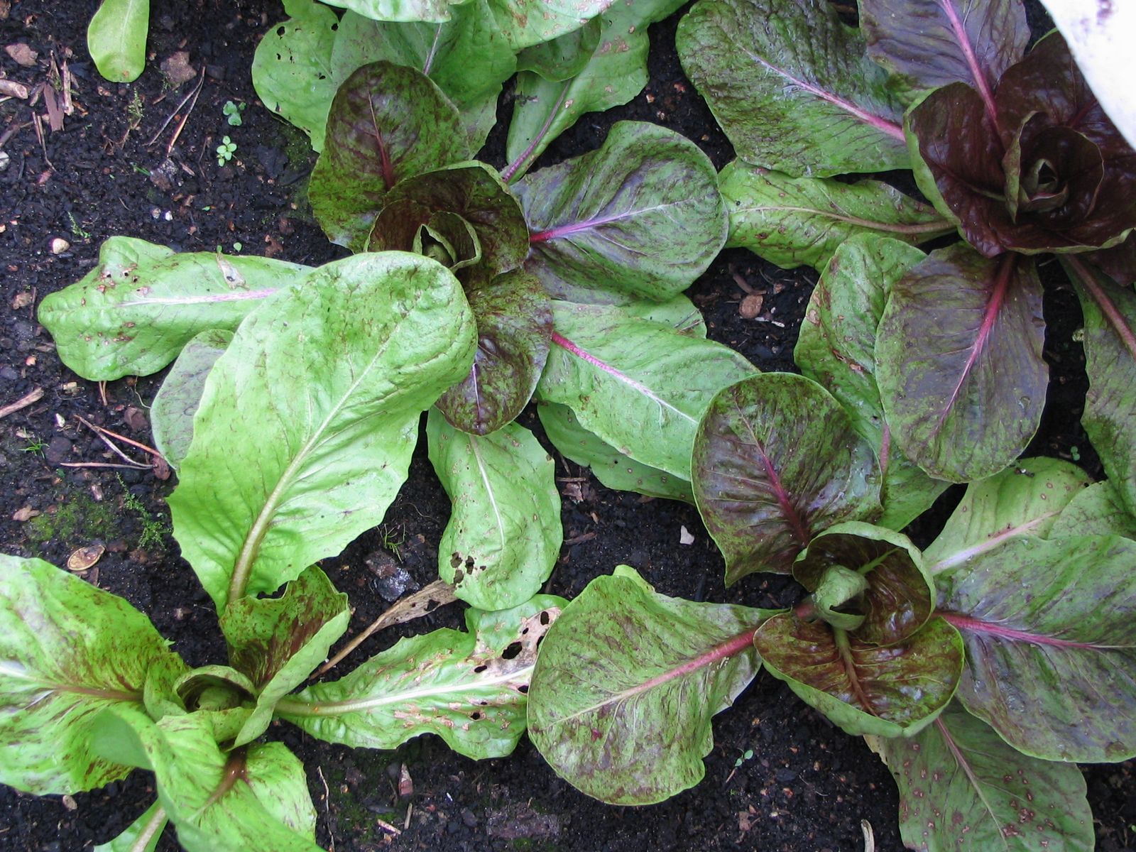Mark's Veg Plot LongLived Lettuces
