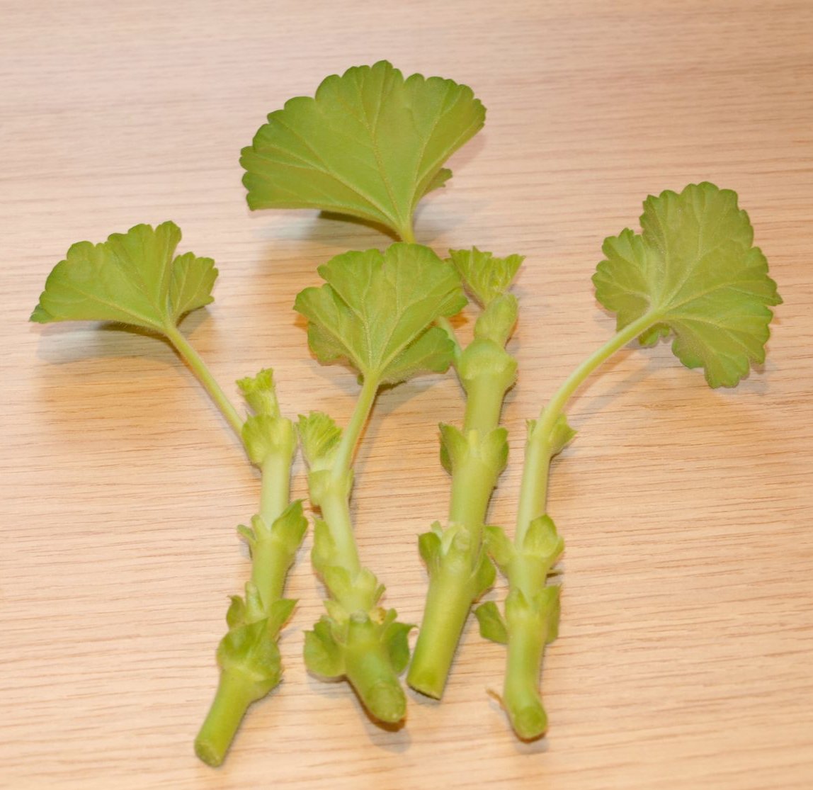 Hormone Rooting Powder