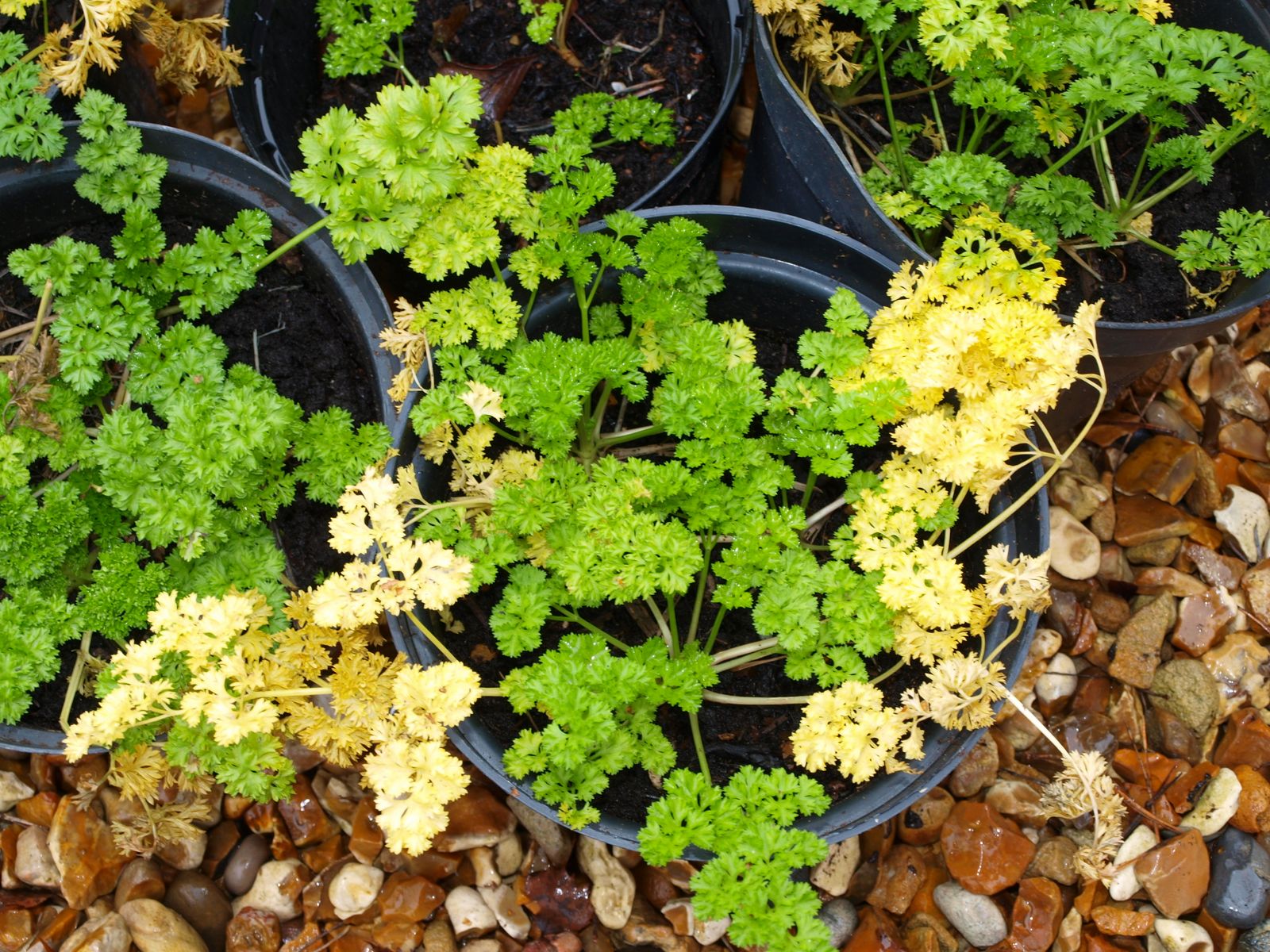 Mark's Veg Plot A herbal makeover