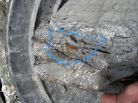 Fossil limb bone at the Dinosaur Dreaming site at Flat Rocks