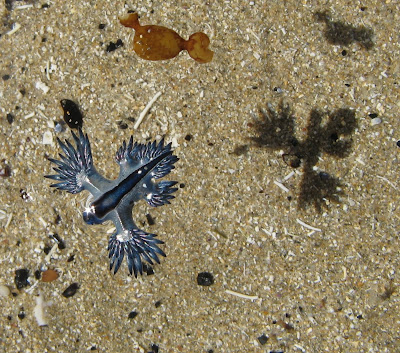Nudibranch