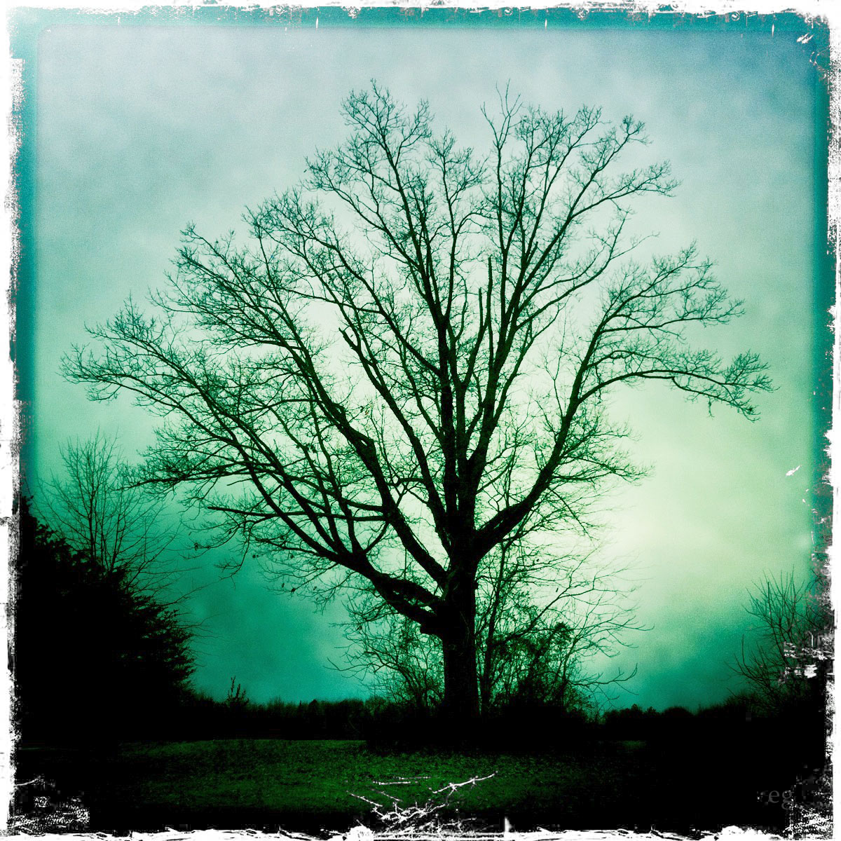 the last door down the hall Rainy Day Tree Digital Photograph
