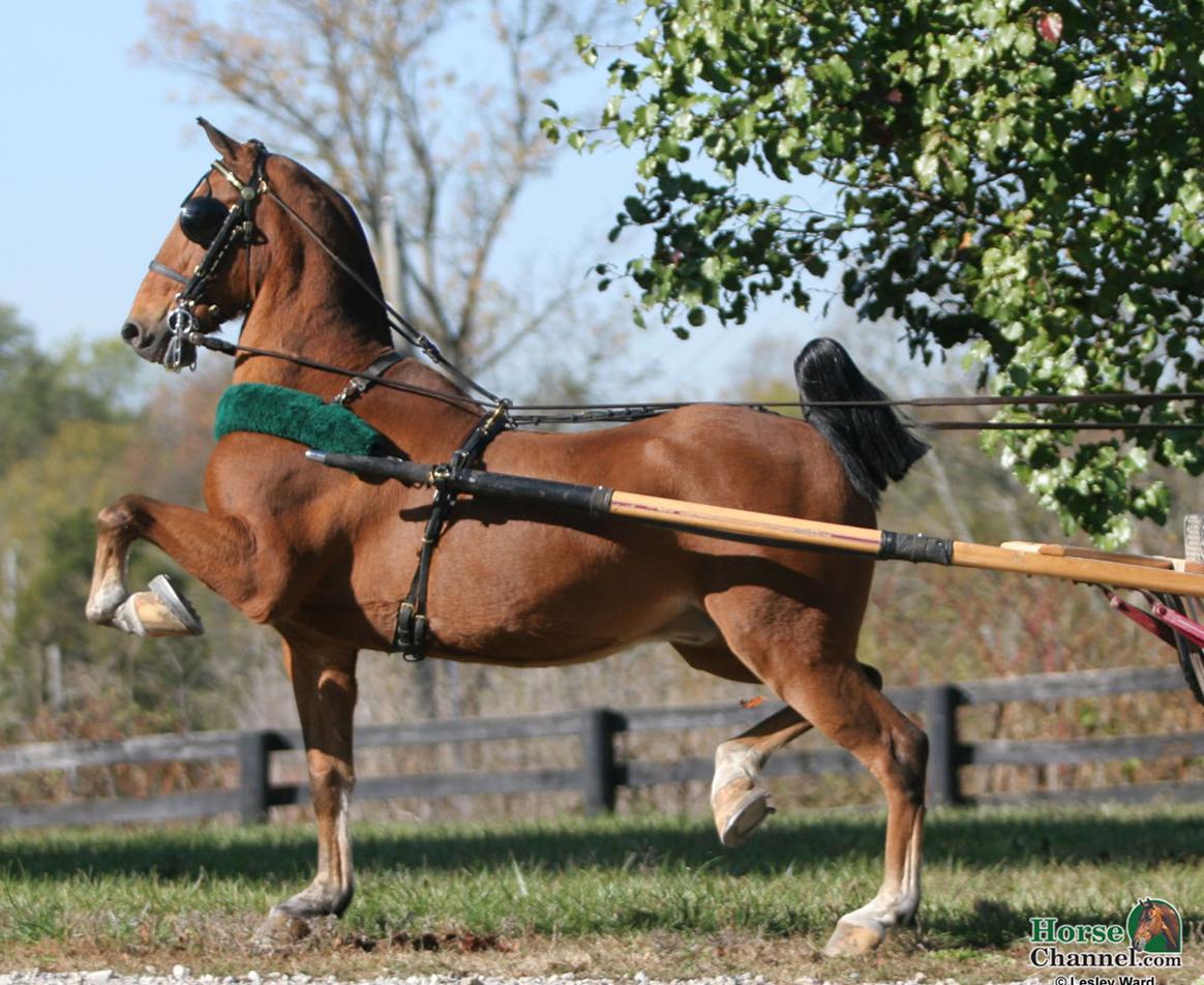 http://4.bp.blogspot.com/_GTxUPN7cDVg/TS3MwVJzPHI/AAAAAAAAADc/ZqA8aQjdqGw/s1600/Hackney%2BPony%2Bwith%2BHarness.jpg