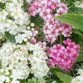 A Guide To Northeastern Gardening Deer Resistant Plants In The
