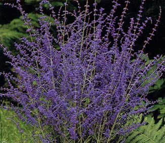 russian sage