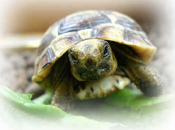 pet turtles pet turtles