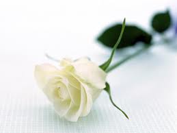 white rose lover