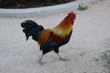 Why did the rooster cross the road?