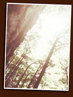 pines fronting the manor, camp john hay