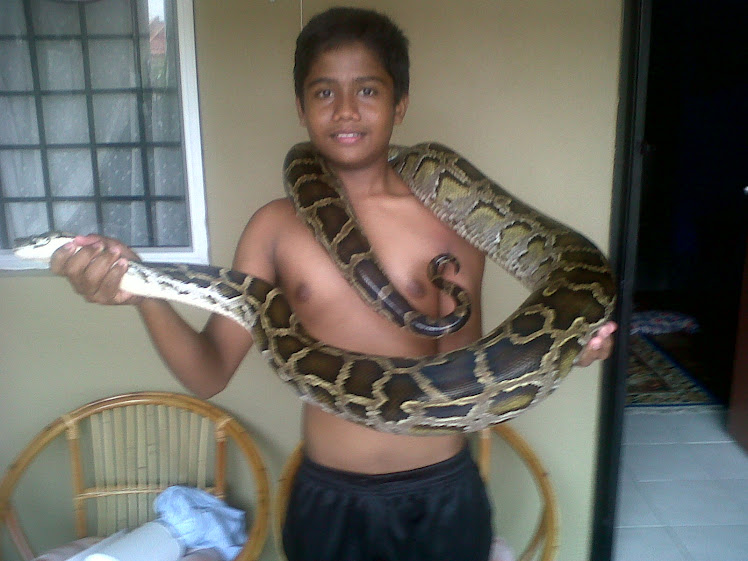 My Burmese Pythons (RAJAH)