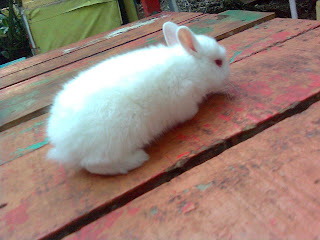 jual kelinci netherland dwarf putih