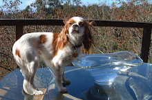 Jasmine on table