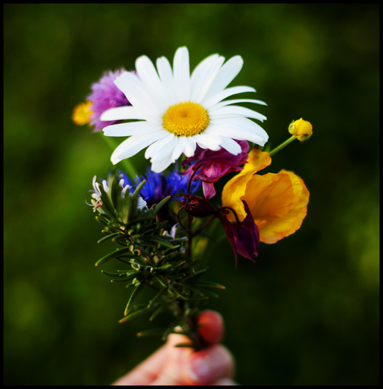 stealing flowers in the name of love… Katie Barnes