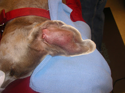 ear flap swollen my lab has a swollen ear flap went swimming yesterday and if she got bitten by ear flap swollen my lab has a swollen ear flap went swimming yesterday and if she got bitten by
