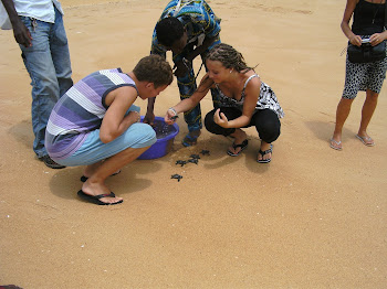 Quatre espèces de tortues marines fréquentent la  côte béninoise.