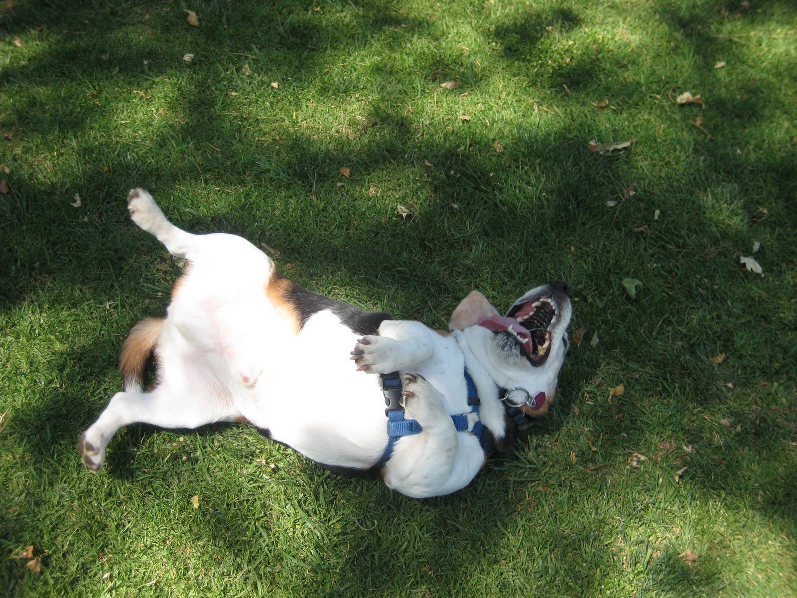 Norton the wonder Beagle