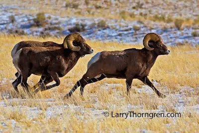 Larry Thorngren - Bighorn Rams running in Yellowstone