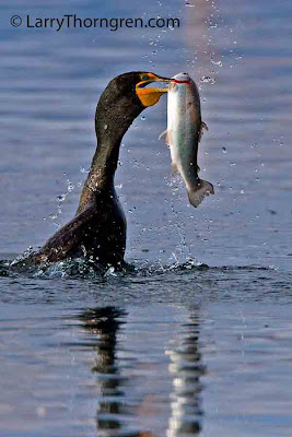 Black Cormorant swims carrying trout