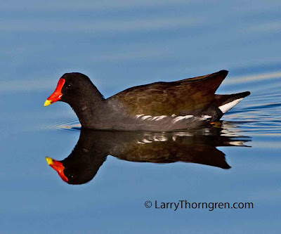 Larry Thorngren - Common Moor-Hen Nevada