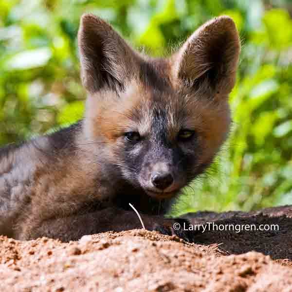 The Wild Photographer: Fox of a Different Color-Idaho