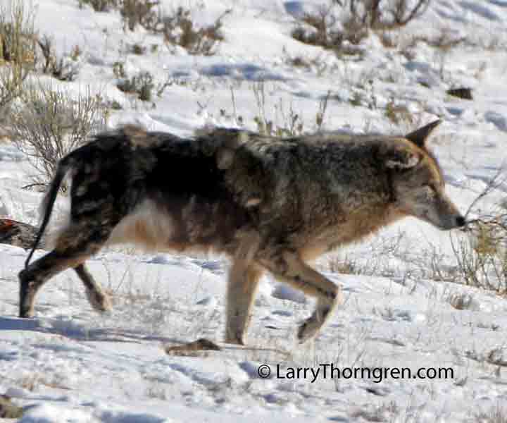 with mange the photographer coyote with mange national elk refuge jackson wyoming with mange the photographer coyote with mange national elk refuge jackson wyoming