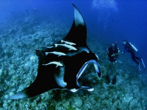 Ikan Pari Manta