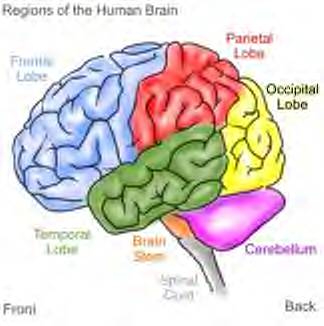 [brain_witelson.jpg]