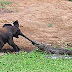 Baby elephant attacked by crocodile