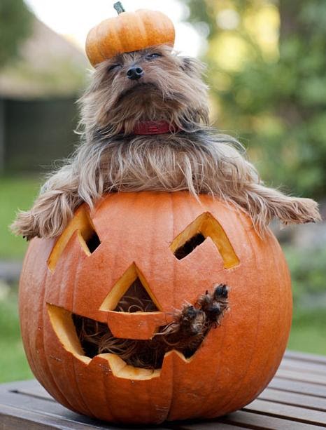 Current World News: Animals tuck into Halloween pumpkins at zoos around