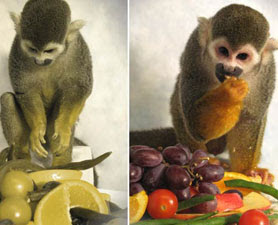 squirrel monkey
