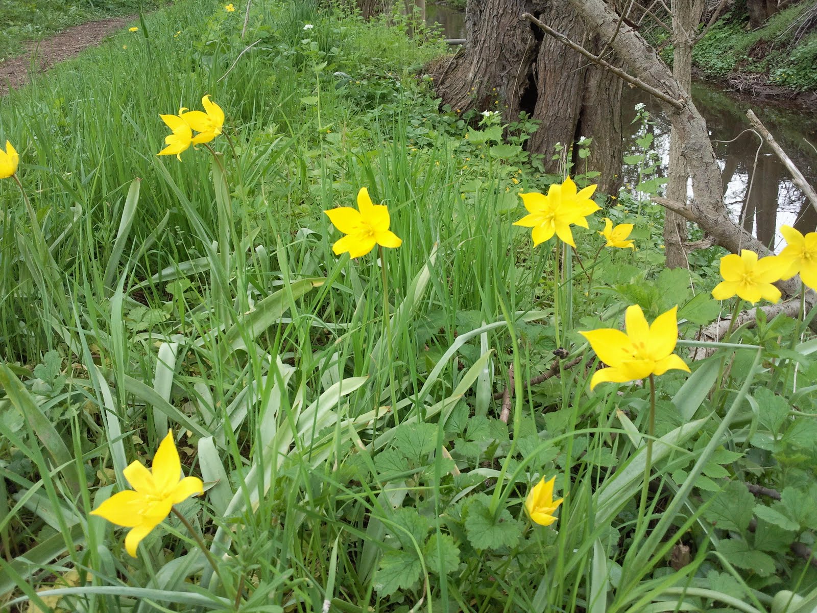 Tulipa Sylvestris
