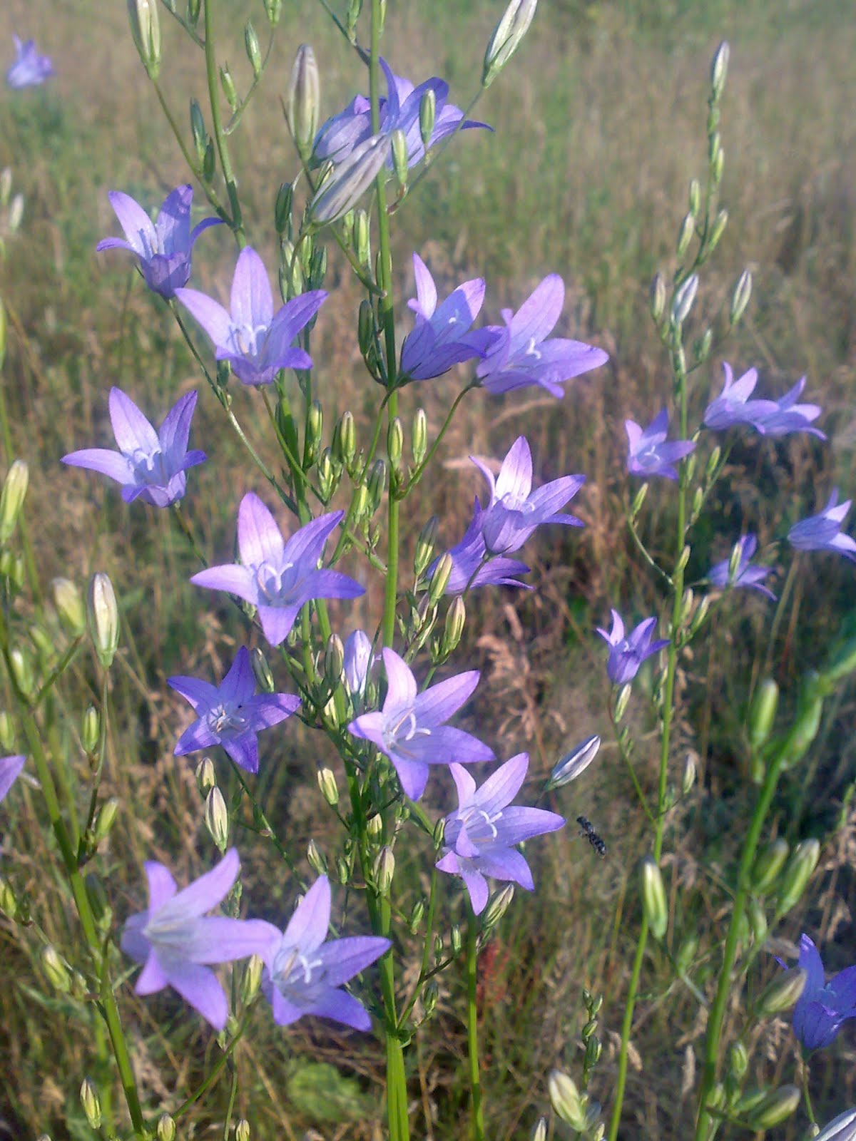 Colours Campanula rapunculus Rampion Bellflower