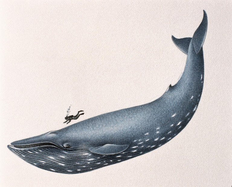 Whale 1 is blue whale size. Whale 1 is