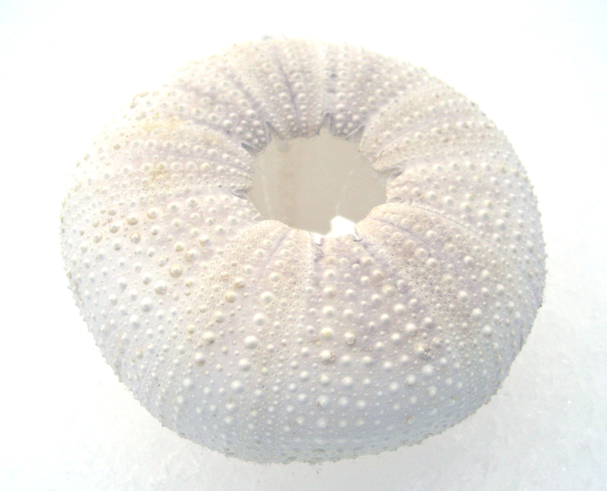 Big White Shell