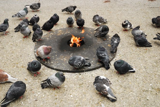 Sólo los americanos podían poner estufas para las palomas, esas ratas con alas!
