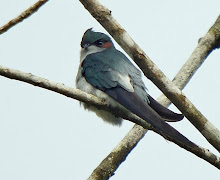 Grey-rumped Tree Swift_2011