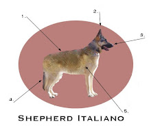 Anatomy of an Italian Shepherd