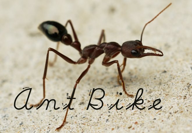 Ant Bike