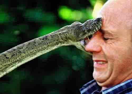 [snake-bite.jpg]