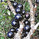 Jual Bibit Jaboticaba/anggur brazil