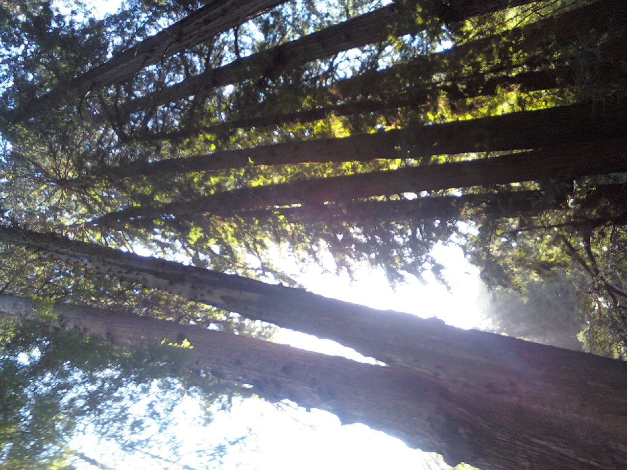 [Redwoods+sideways.jpg]