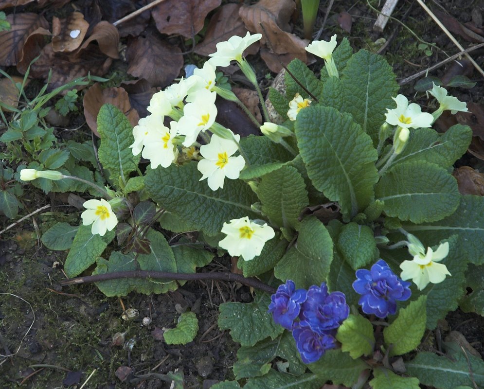 [spring-08-Prims_Robert_Mileham-01.jpg]