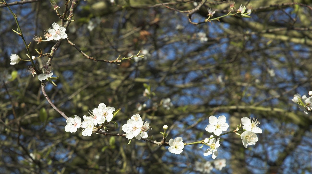 [spring08-Wild-Cherry-Robert_Mileham-01.jpg]