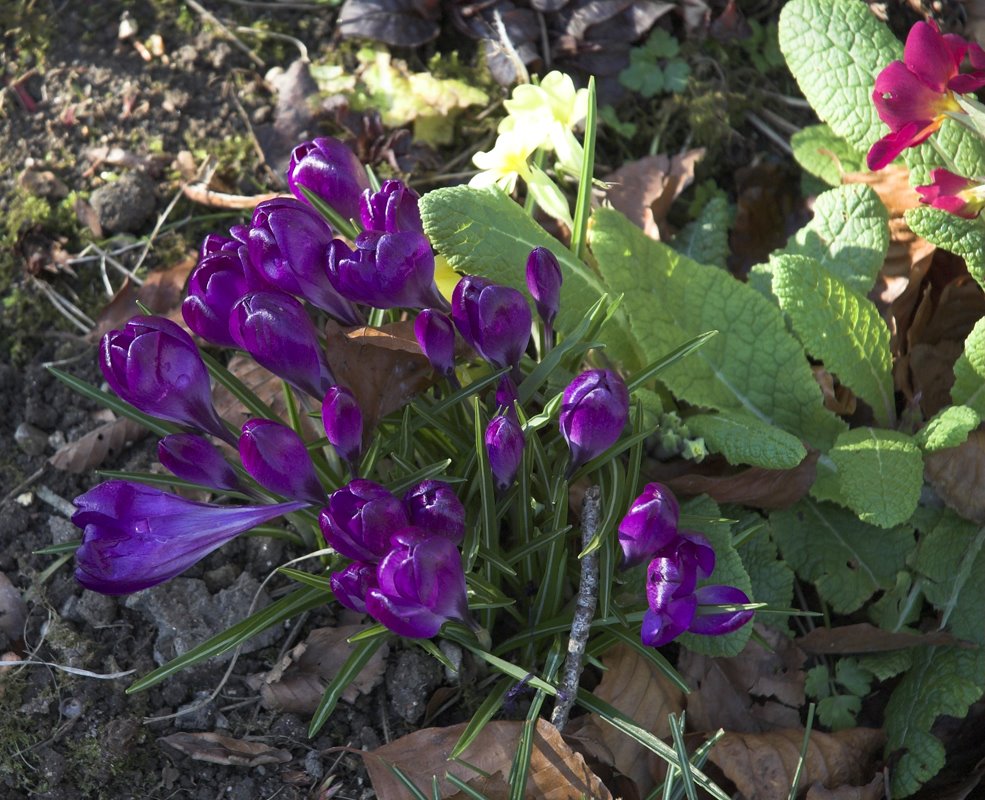 [spring-08_crocus_Robert_Mileham-01.jpg]