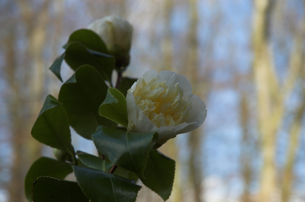 [Camelias_3_robert_mileham-01.jpg]