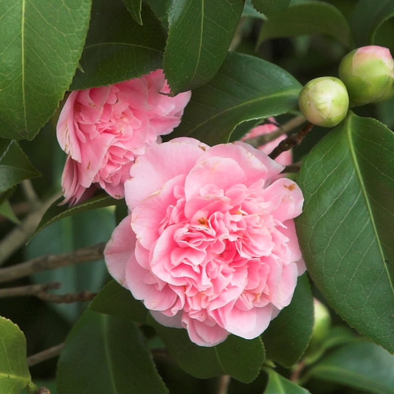 [Camellia_1_Robert_Mileham-01.jpg]