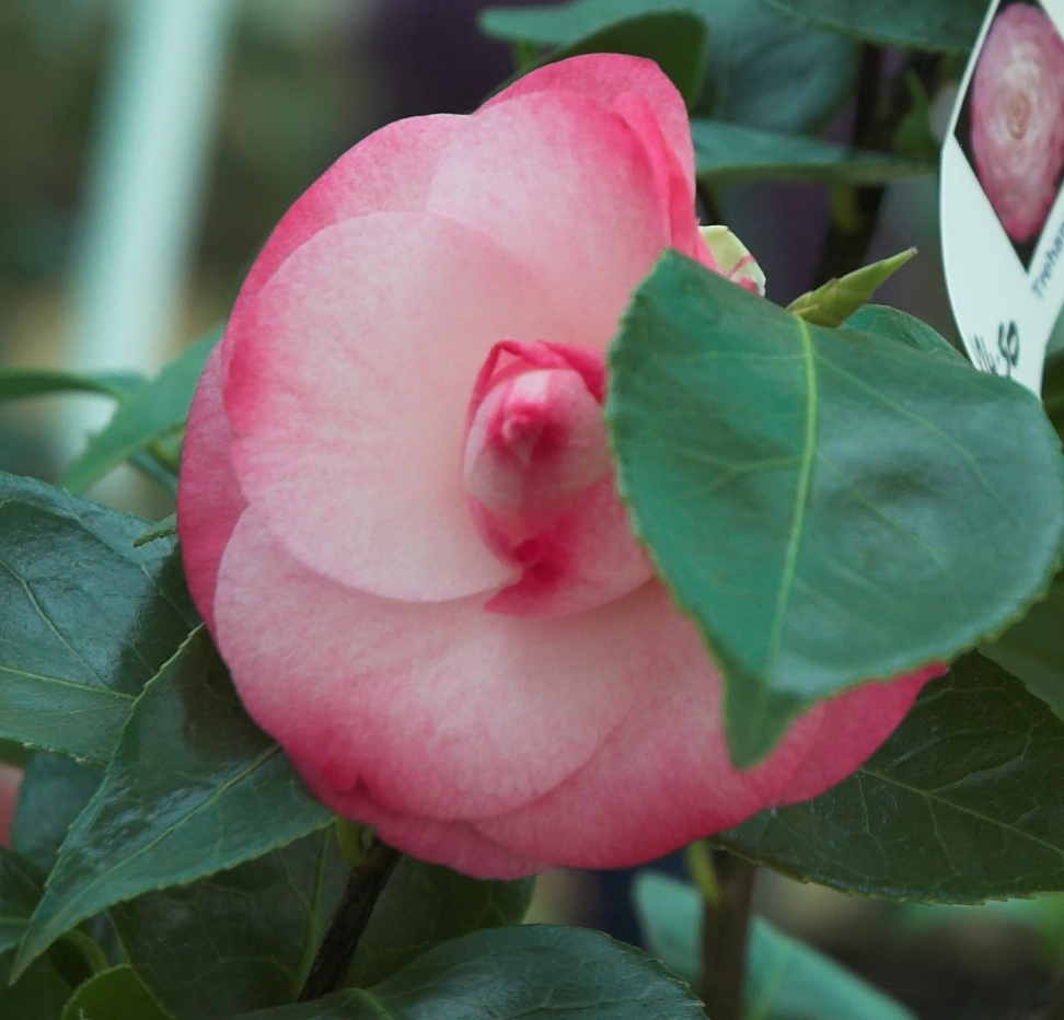 [Camellia_3_Robert_Mileham-01.jpg]