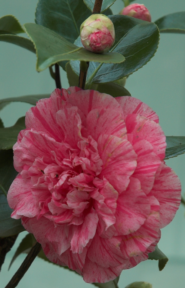 [Camellia_5_Robert_Mileham-01.jpg]