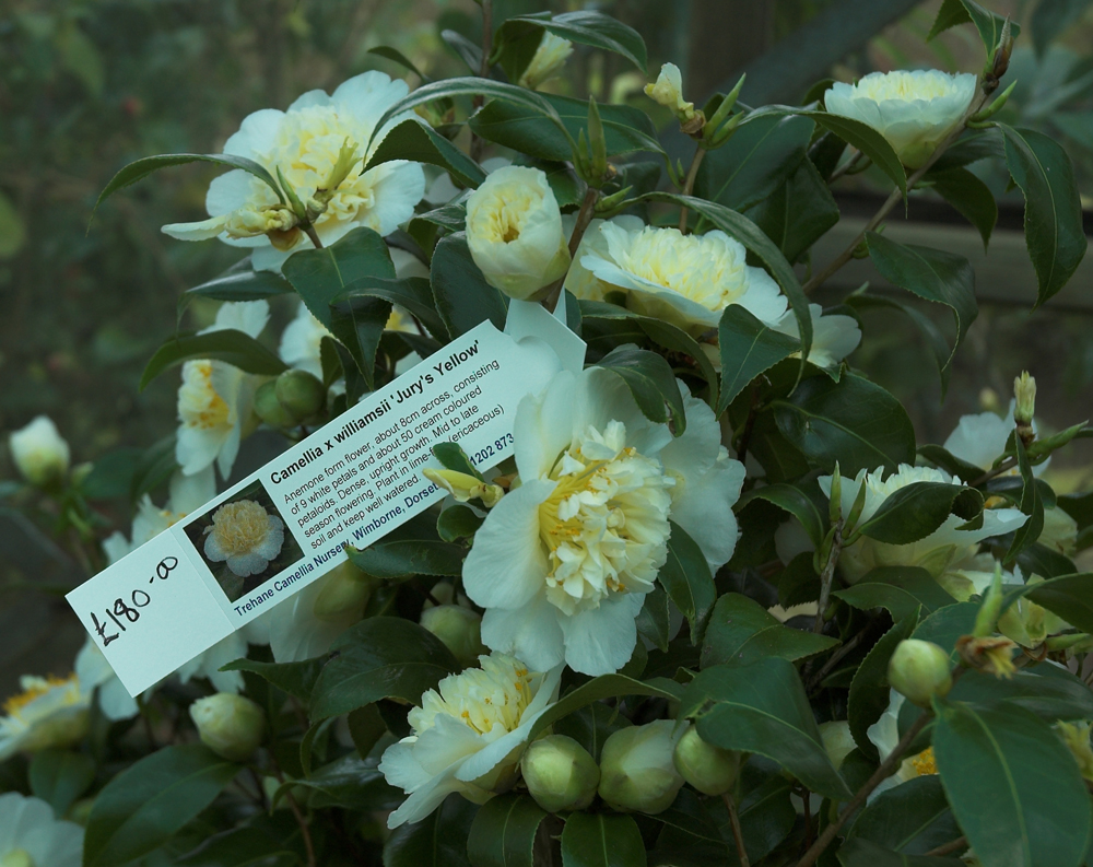 [Camellia_tree_detail_Robert_Mileham-01.jpg]