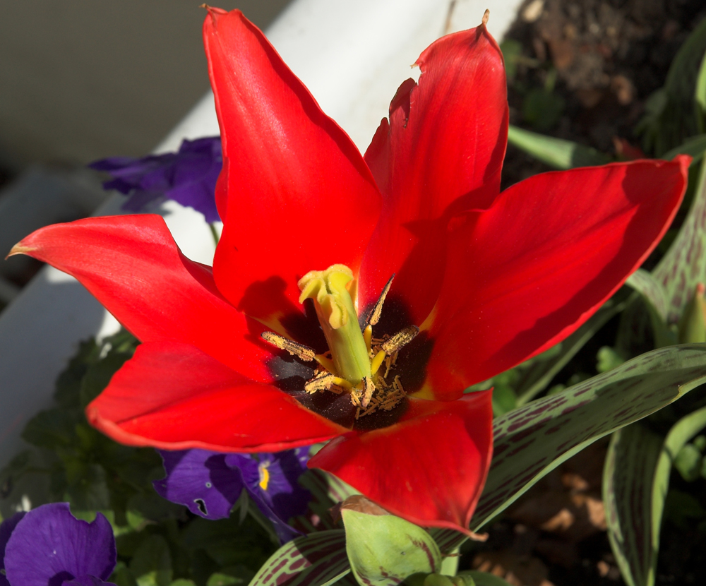 [tulip_5_Robert_Mileham-01.jpg]